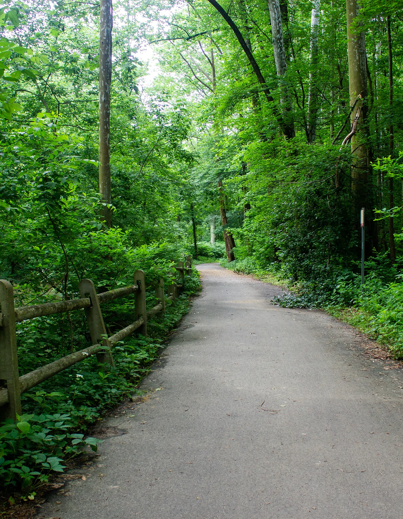 path in wooded forest